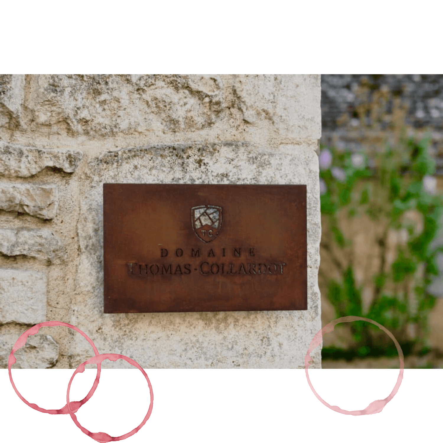 Domaine-Thomas-Collardot La Pinothèque